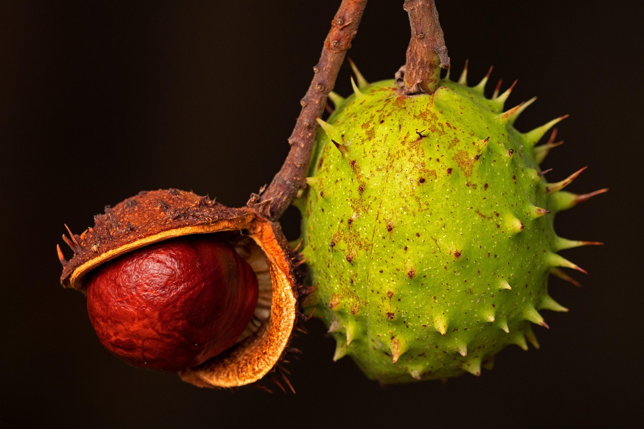 CASTANHA PARA S C MEDIA TIPO1 KG.