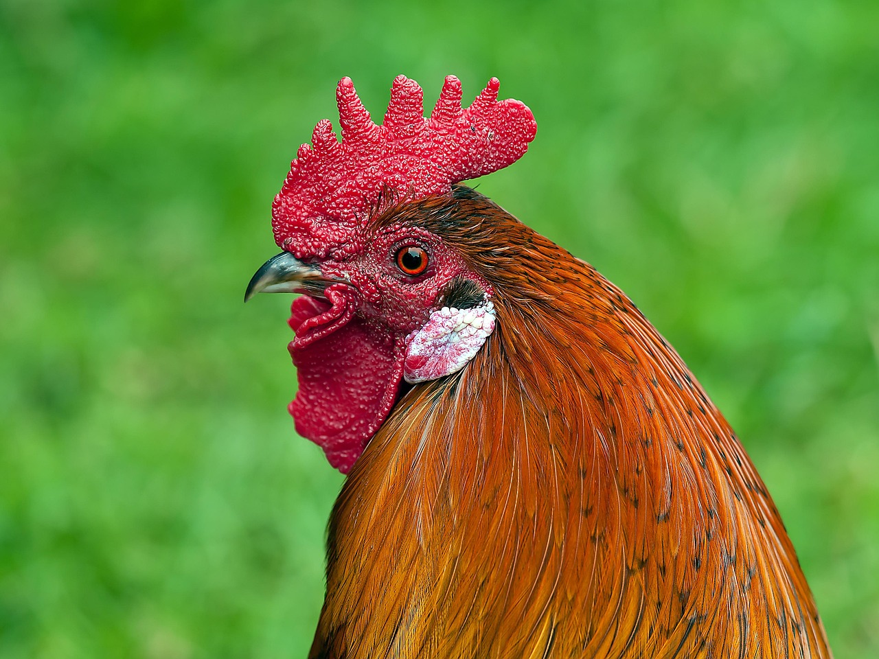 MOELA DE FRANGO KG