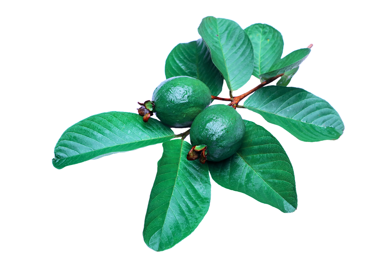 SUCO GOIABA 300ML